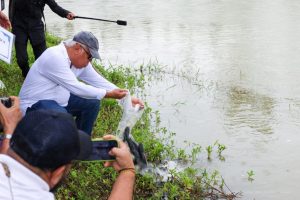 Kepala Otorita IKN menebar benih ikan lele dalam agenda penebaran benih ikan bersama Himpunan Alumni Perguruan Tinggi Kaltim. Foto: Humas OIKN